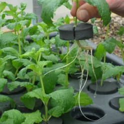 Hydropod Propagator -The Garden Hub Sales HYCP12