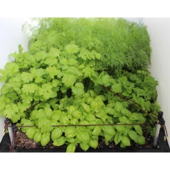 Ergrownomics - Four Square Planter Set 14 Ergrownomics - Four Square Planter Set -The Garden Hub Sales OPM8 4cb5274c 1f3c 4923 9f44 40ca7d7527a3