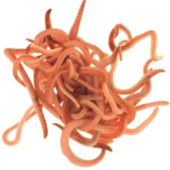 Composting Worms 5 Composting Worms -The Garden Hub Sales WWCW1