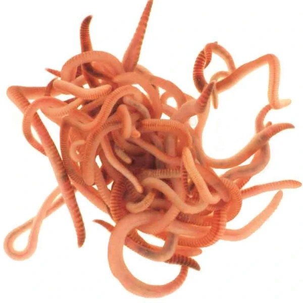 Composting Worms 3 Composting Worms - Image 3