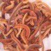 Composting Worms