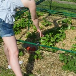 1' 6" High X 8' Wide Fruit & Vegetable Cage -The Garden Hub Sales fc1684