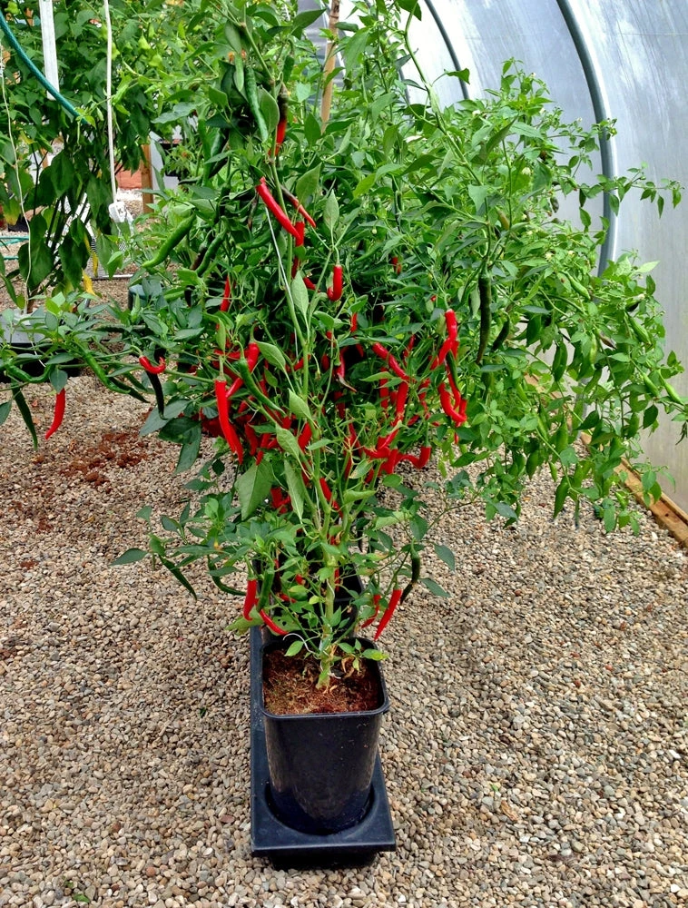 Triplegrow Planter Chillegrow 13 Triplegrow Planter Chillegrow - Image 13