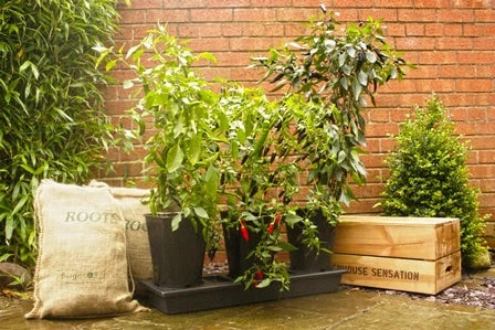 Triplegrow Planter Chillegrow 11 Triplegrow Planter Chillegrow - Image 11