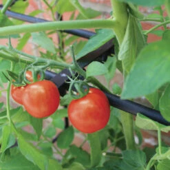 Tomato Crop-Booster Frame -The Garden Hub Sales image 108259
