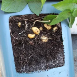 Potato Pots 5 Potato Pots -The Garden Hub Sales image 139513