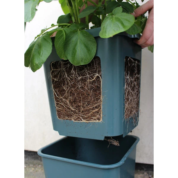 Potato Pots 2 Potato Pots - Image 2