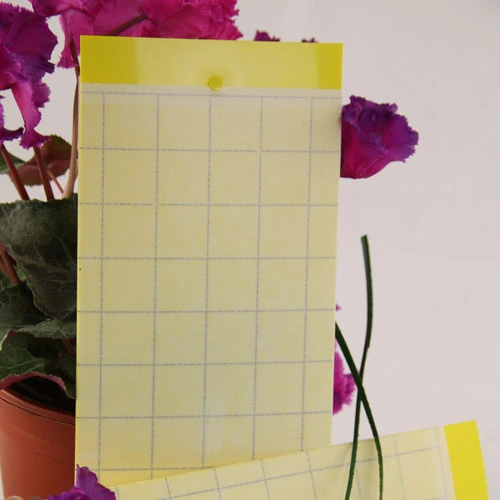 Yellow Sticky Fly Traps Pack Of 7 1 Yellow Sticky Fly Traps Pack Of 7