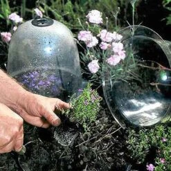 Baby Bells Pack Of 3 9 Baby Bells Pack Of 3 -The Garden Hub Sales image 65785