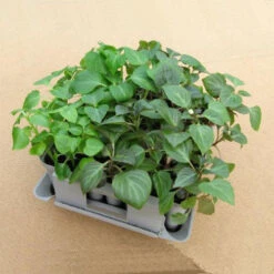 Compact Plant Trainer 18 Compact Plant Trainer -The Garden Hub Sales image 65984