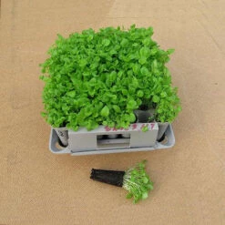 Compact Plant Trainer 17 Compact Plant Trainer -The Garden Hub Sales image 65985