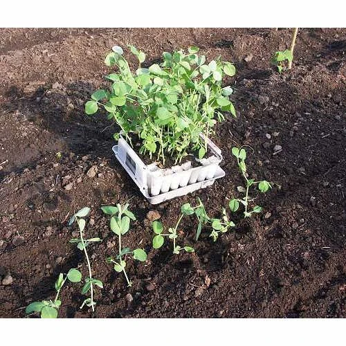 Compact Plant Trainer 5 Compact Plant Trainer - Image 5