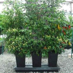 Triplegrow Planter Chillegrow 15 Triplegrow Planter Chillegrow -The Garden Hub Sales image 83432