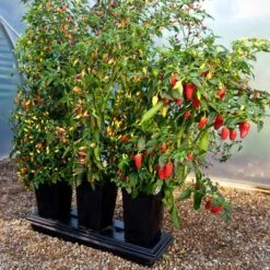 Triplegrow Planter Chillegrow 18 Triplegrow Planter Chillegrow -The Garden Hub Sales image 83434