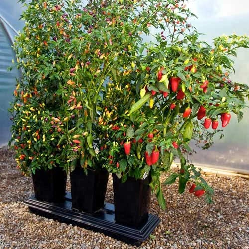 Triplegrow Planter Chillegrow 6 Triplegrow Planter Chillegrow - Image 6