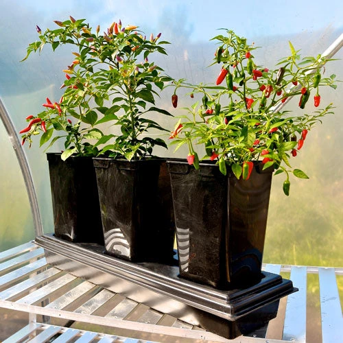 Triplegrow Planter Chillegrow 7 Triplegrow Planter Chillegrow - Image 7