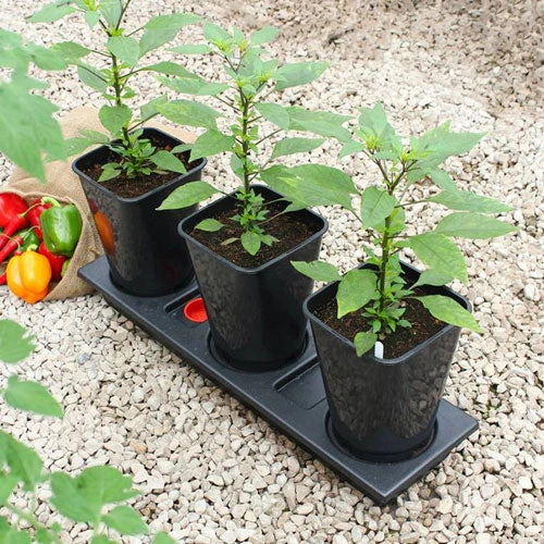 Triplegrow Planter Chillegrow 2 Triplegrow Planter Chillegrow - Image 2