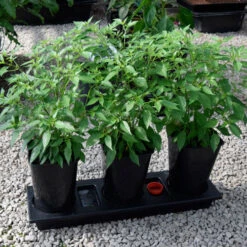 Triplegrow Planter Chillegrow 16 Triplegrow Planter Chillegrow -The Garden Hub Sales image 83440