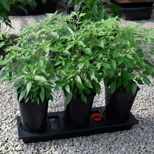 Triplegrow Planter Chillegrow 4 Triplegrow Planter Chillegrow - Image 4