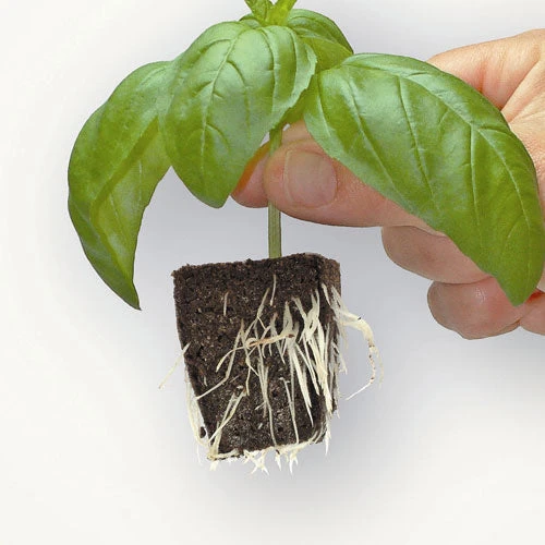 Root Riot Tray Refill Cubes Pack Of 100 2 Root Riot Tray Refill Cubes Pack Of 100 - Image 2