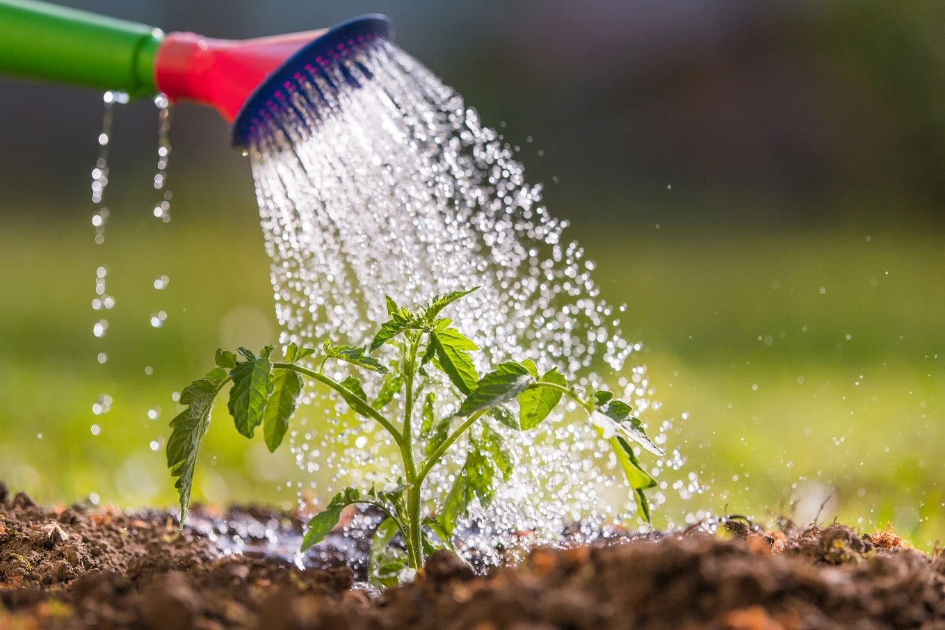 The Garden Hub Sales -The Garden Hub Sales The Importance of Water in Plants and What to Consider 1